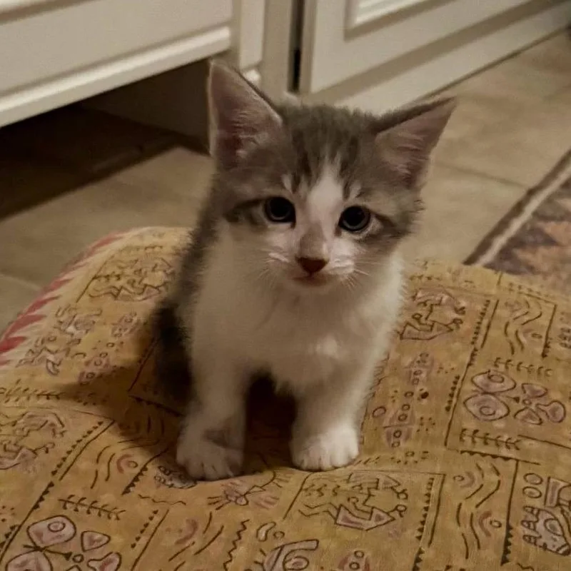 A baby small-sized female Gray / Blue / Silver Domestic Short Hair cat named Izzy for adoption in New Orleans, LA