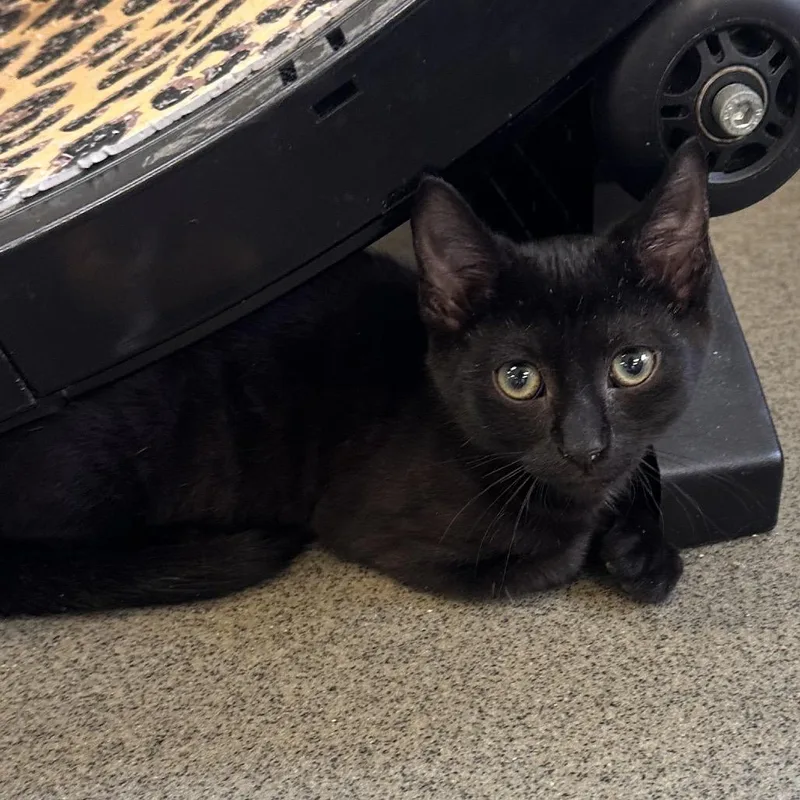 A baby small-sized male Black Domestic Short Hair cat named Lida bida booda butt for adoption in Rocky Mount, VA