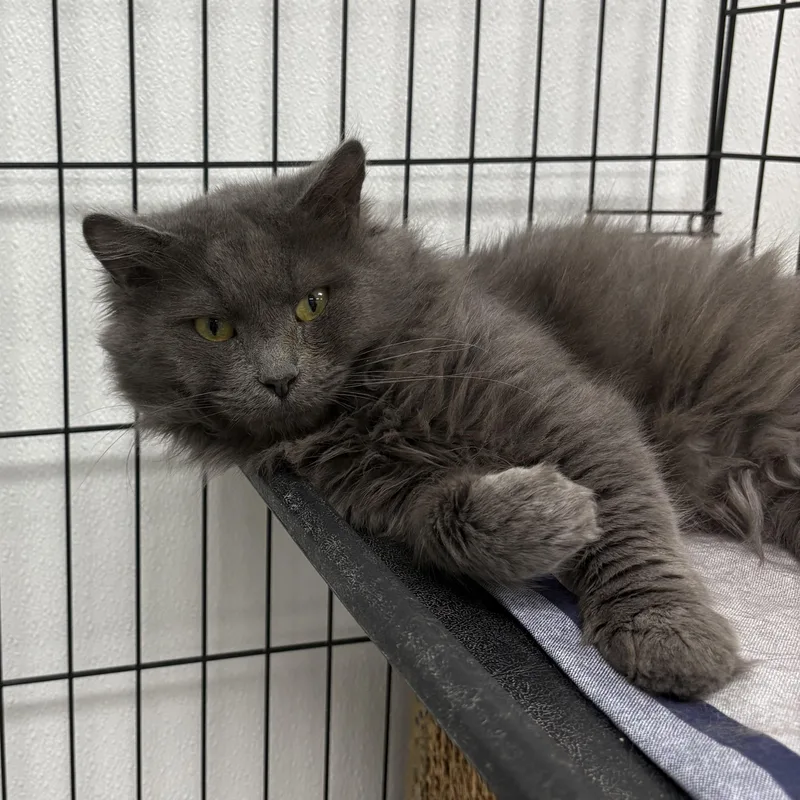A young medium-sized male Gray / Blue / Silver Domestic Medium Hair cat named Baby Fluff for adoption in Youngstown, OH