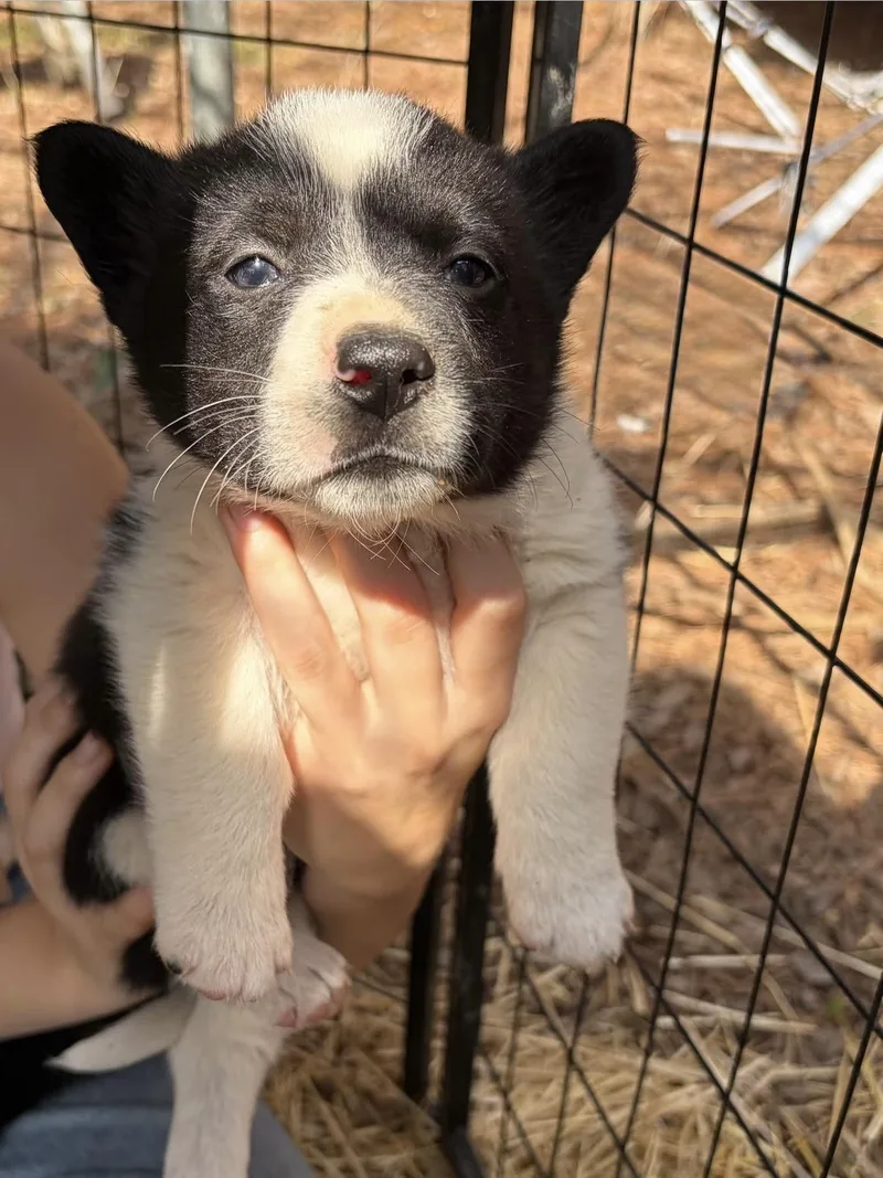 Formaggio thumbnail 2