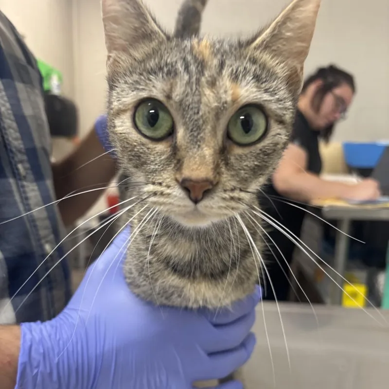 An adult medium-sized female Brown / Chocolate Domestic Short Hair cat named Alysa for adoption in Clanton, AL