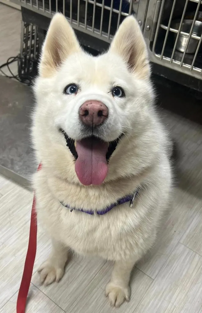 An adult medium-sized female Husky dog named Princess for adoption in Marion, OH