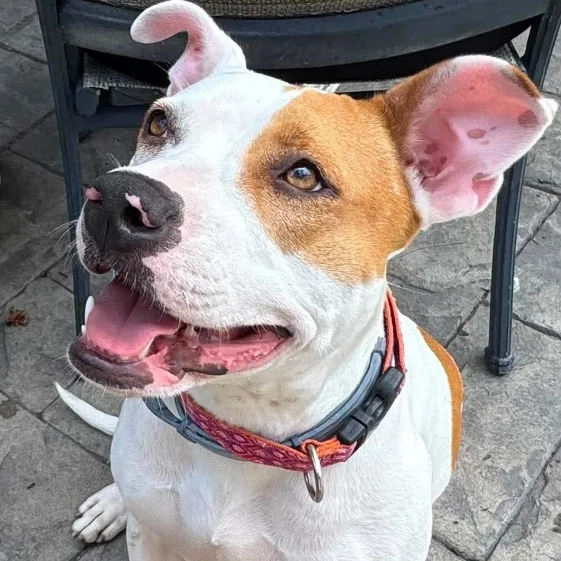 An adult medium-sized female White / Cream Mixed Breed dog named Sybil for adoption in Plainfield, IL