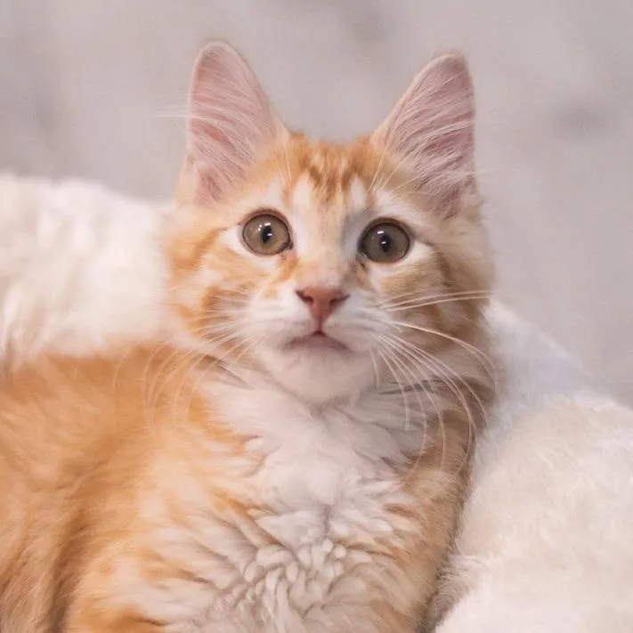 Nebula thumbnail 2
