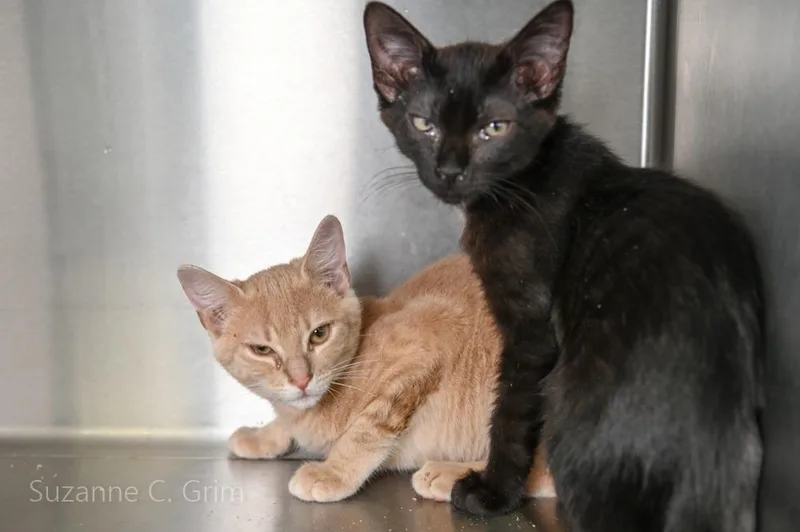 A baby medium-sized male Domestic Short Hair cat named Disco Stu for adoption in New Orleans, LA