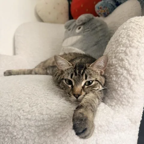 A young medium-sized female Brown / Chocolate Domestic Short Hair cat named Suki for adoption in San Diego, CA