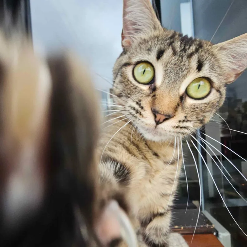 Suki thumbnail 3