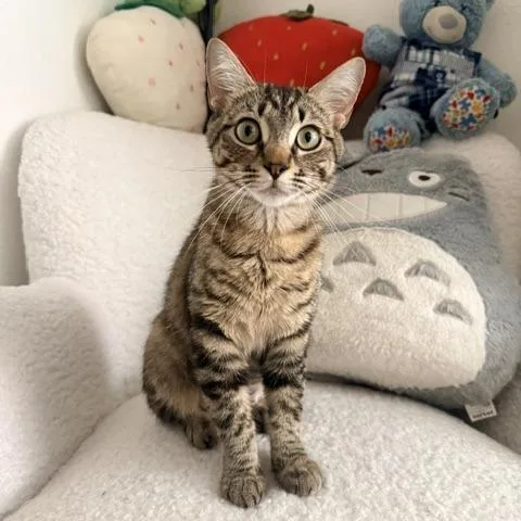 Suki thumbnail 5