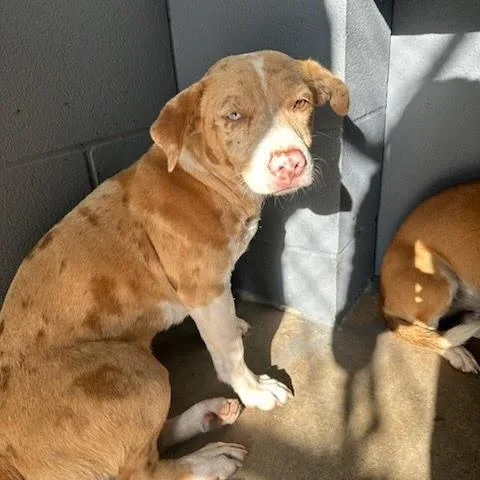 A young medium-sized male Hound dog named Mr Darcy for adoption in Austin, TX