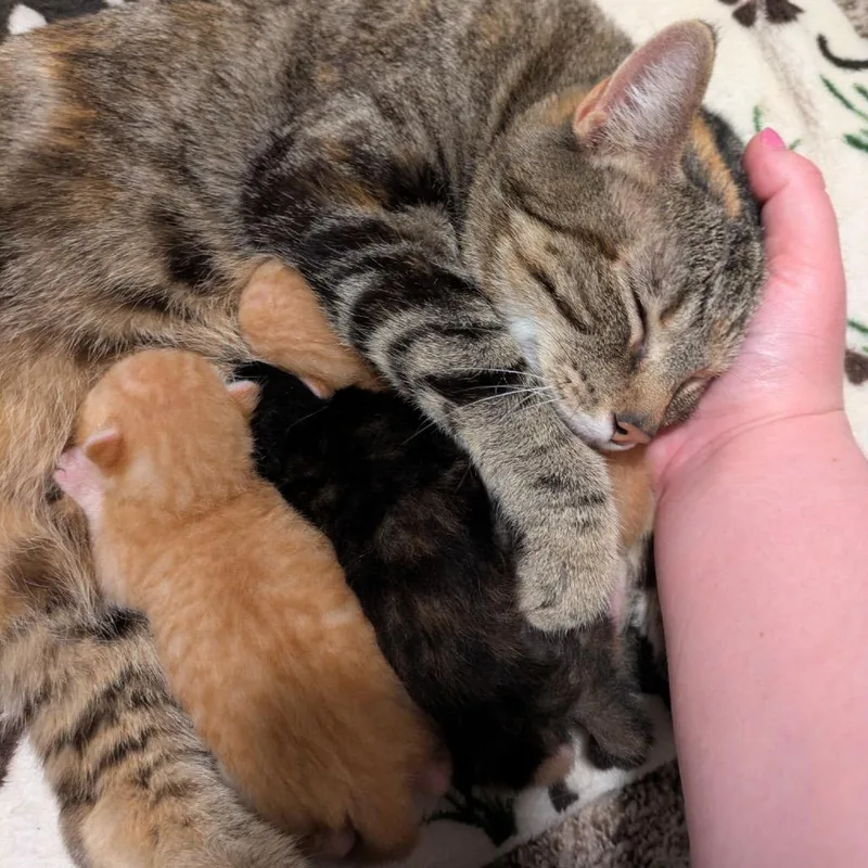 Cleo thumbnail 5