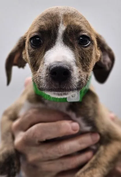 A baby small-sized male Mixed Breed dog named Cookie Crisp for adoption in West Chester, PA