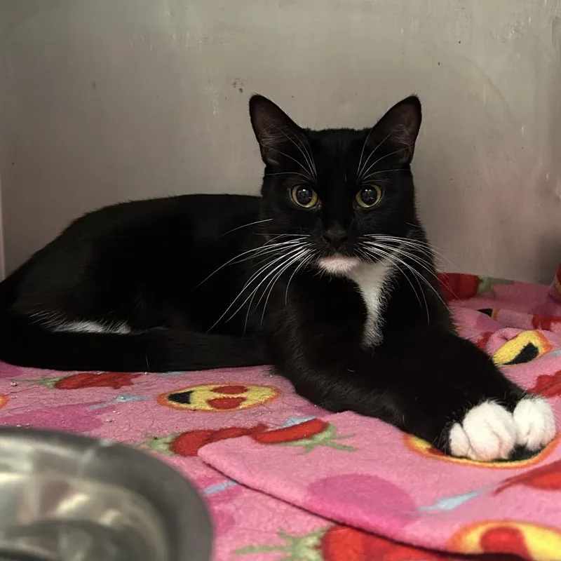 An adult medium-sized female Domestic Medium Hair cat named Morrigan for adoption in Charleston, WV