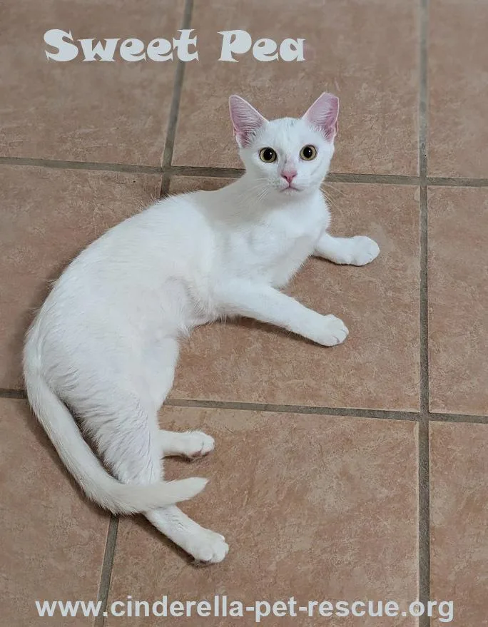 Sweetpea thumbnail 2