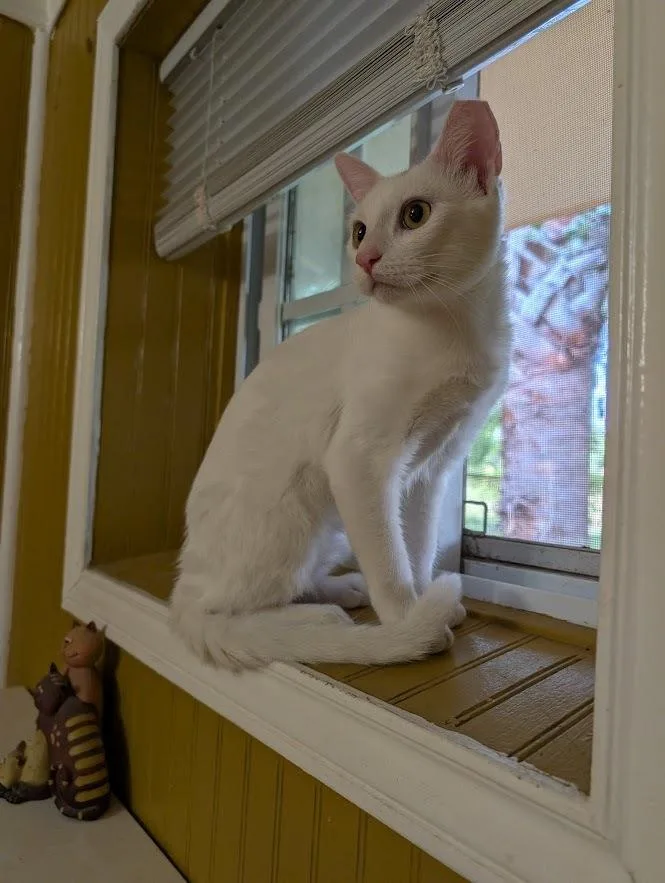 Sweetpea thumbnail 3