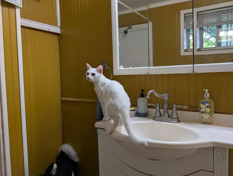 Sweetpea thumbnail 5