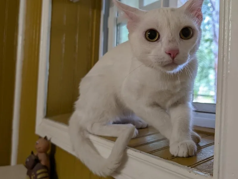 Sweetpea thumbnail 6