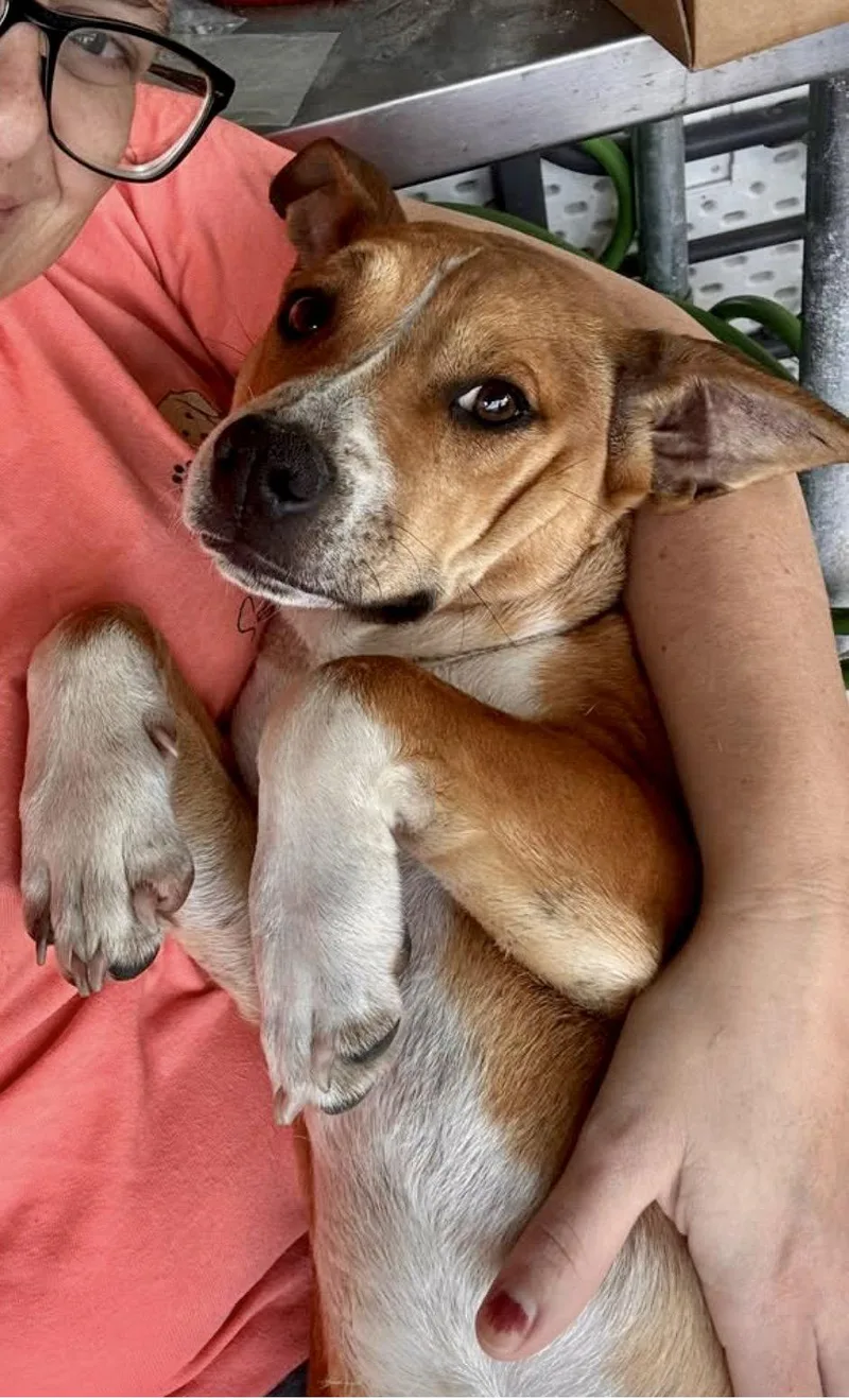 A young medium-sized male Beagle dog named Bocephus for adoption in Oakhurst, NJ