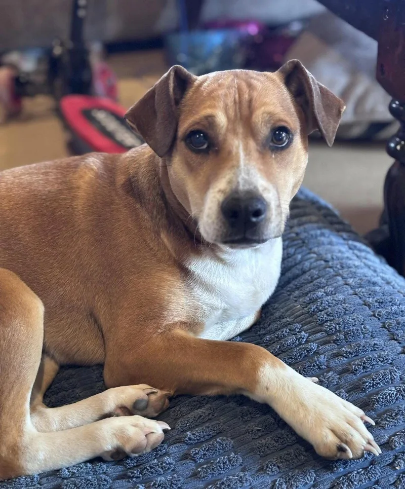 Bocephus thumbnail 2