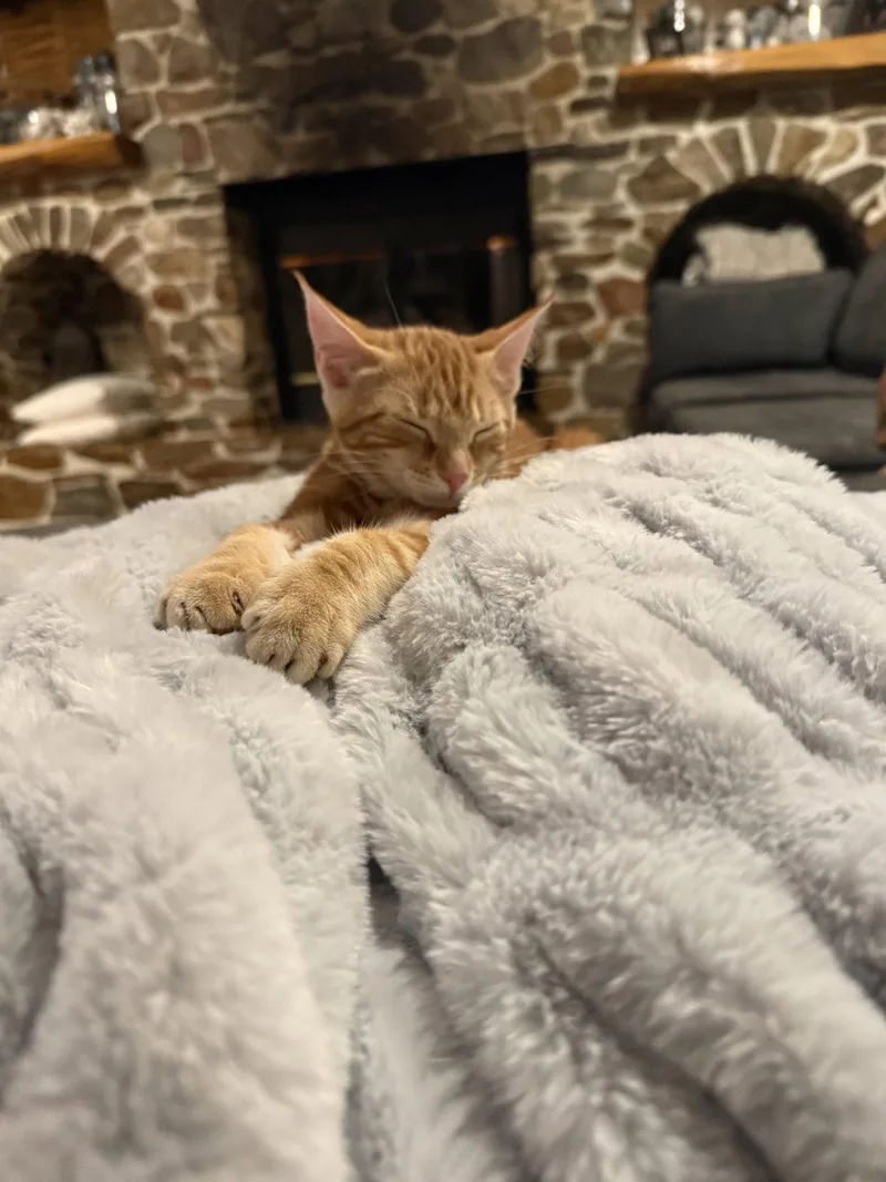 A baby medium-sized female Orange / Red Domestic Short Hair cat named Chanel for adoption in Stewartsville, NJ