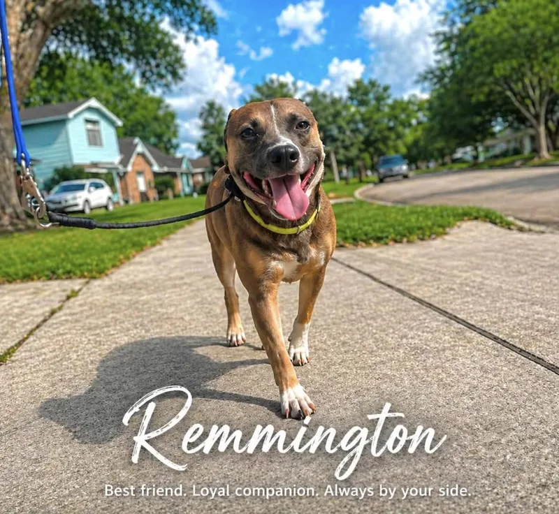 Remmington thumbnail 4