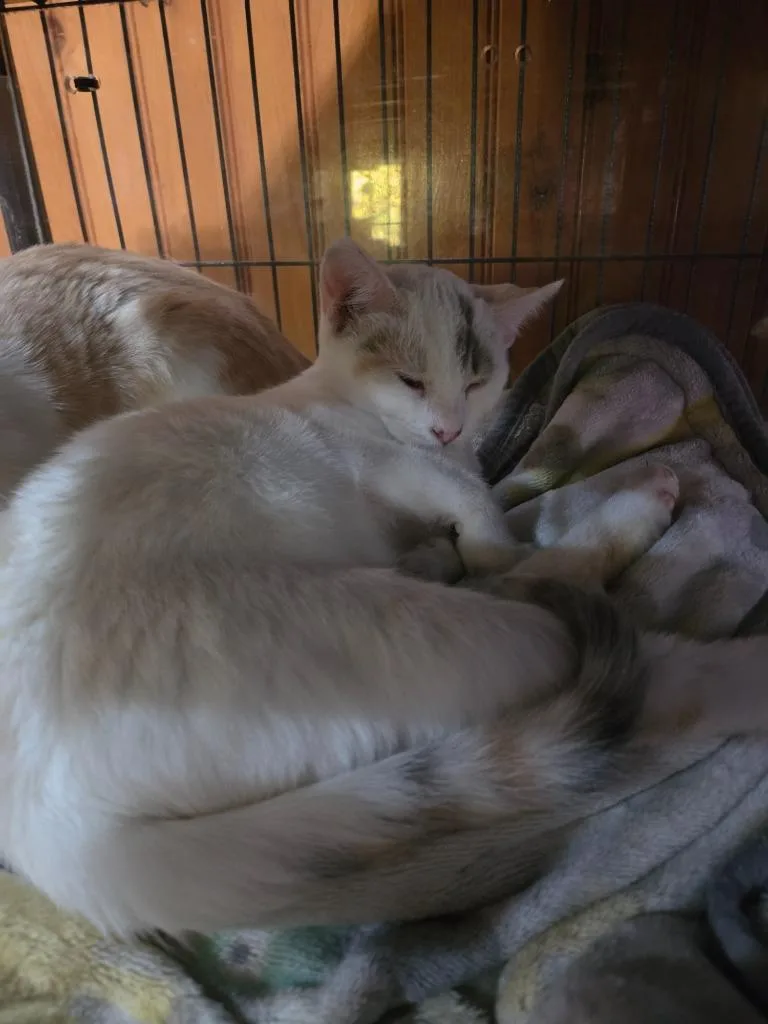 A baby medium-sized female Domestic Short Hair cat named Princess Leia for adoption in Brainardsville, NY