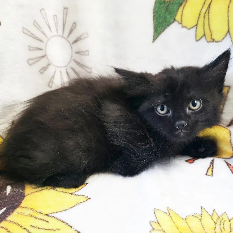 A baby small-sized male Black Domestic Short Hair cat named Pelican for adoption in Mount Juliet, TN