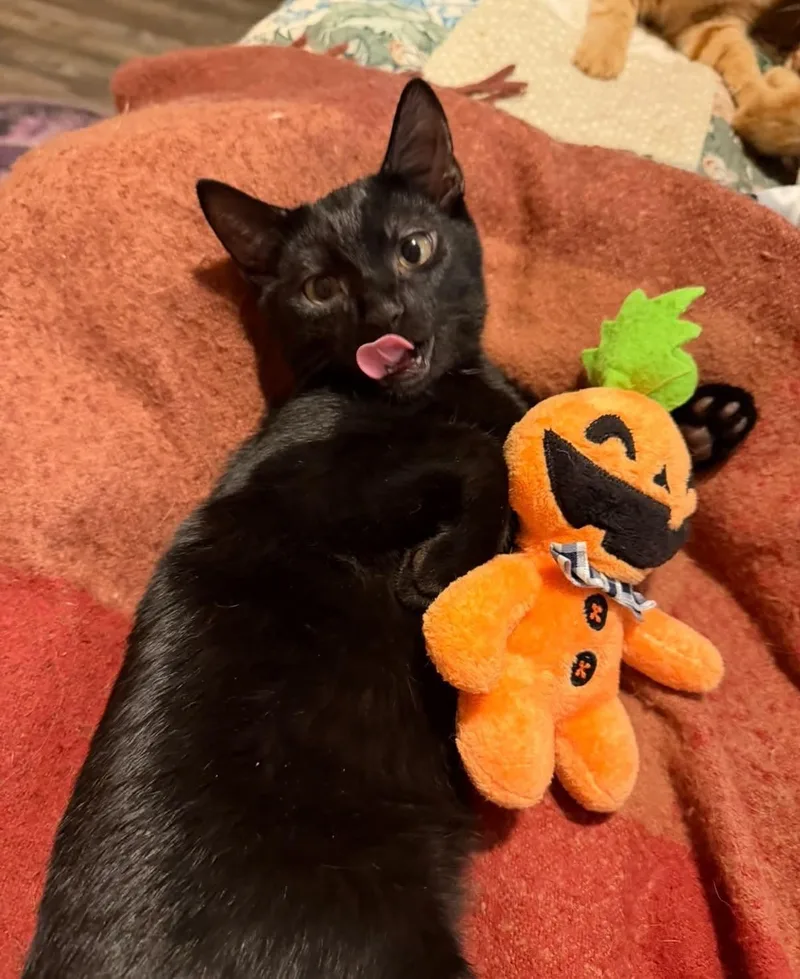 A baby medium-sized male Black Domestic Short Hair cat named Mason for adoption in Mayfield, NY