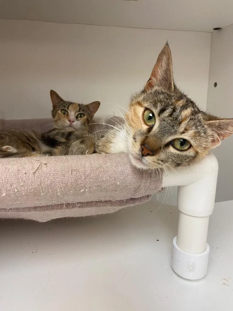 Cat Condo thumbnail 2
