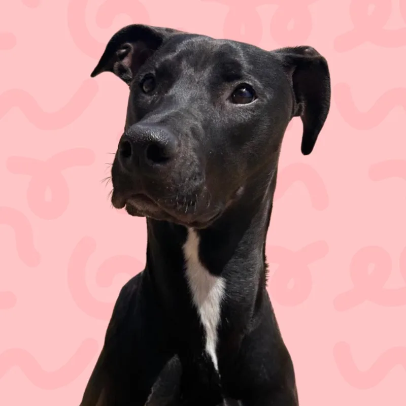 A young large-sized female Black Doberman Pinscher dog named Kenya for adoption in Reno, NV