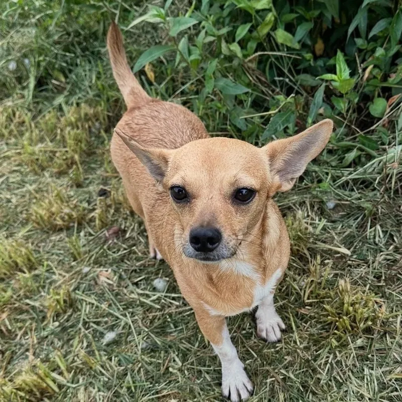 A young small-sized female Yellow / Tan / Blond / Fawn Chihuahua dog named Vana for adoption in Baldwin, MD