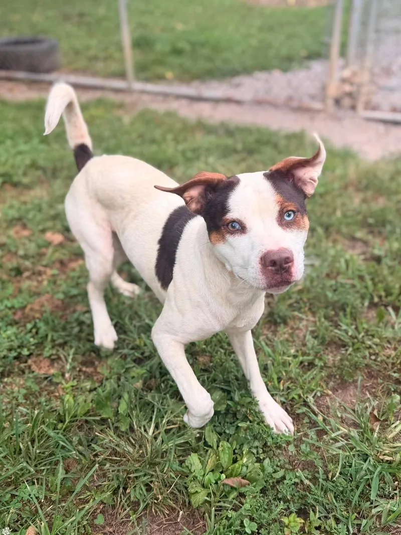 An adult medium-sized female Tricolor (Brown, Black, & White) Mixed Breed dog named Trixy for adoption in Leitchfield, KY
