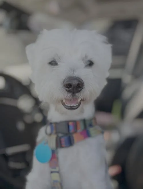 An adult small-sized male Maltese dog named Alexander for adoption in Seattle, WA