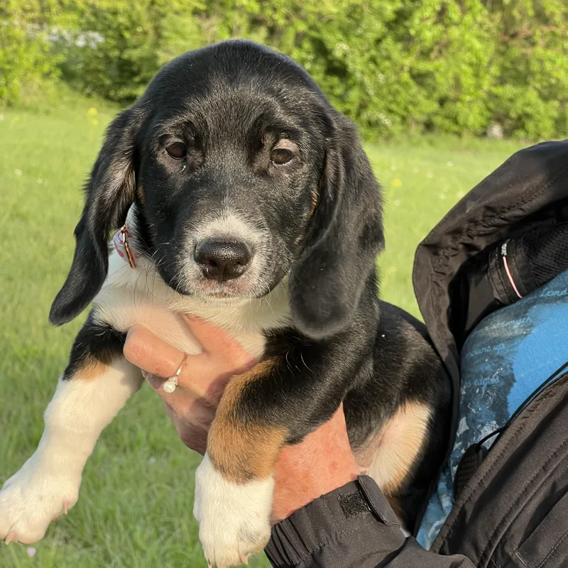A young medium-sized male Basset Hound dog named Baby Boy for adoption in Auburn, KS