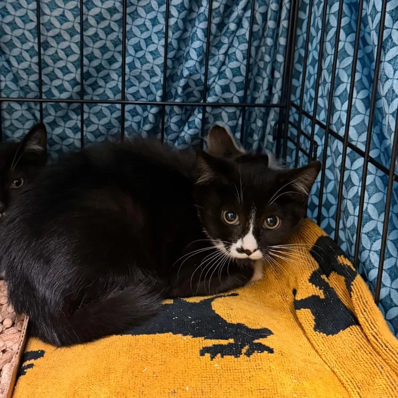 A baby small-sized female Black Domestic Short Hair cat named Daisy for adoption in Lynchburg, VA