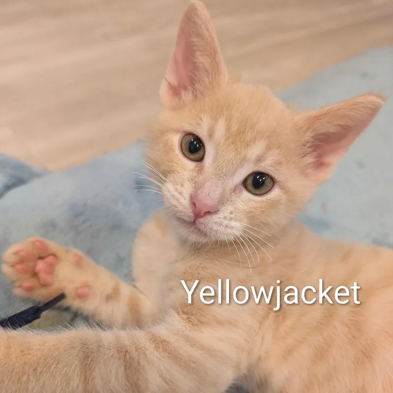 A baby medium-sized male Buff / Tan / Fawn Domestic Short Hair cat named Yellowjacket for adoption in Roselle, IL