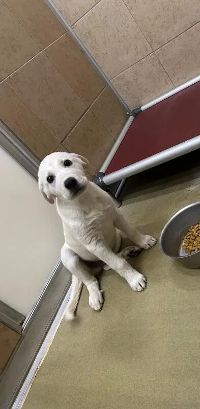 A young small-sized male White / Cream Mixed Breed dog named Haalan for adoption in Hobbs, NM