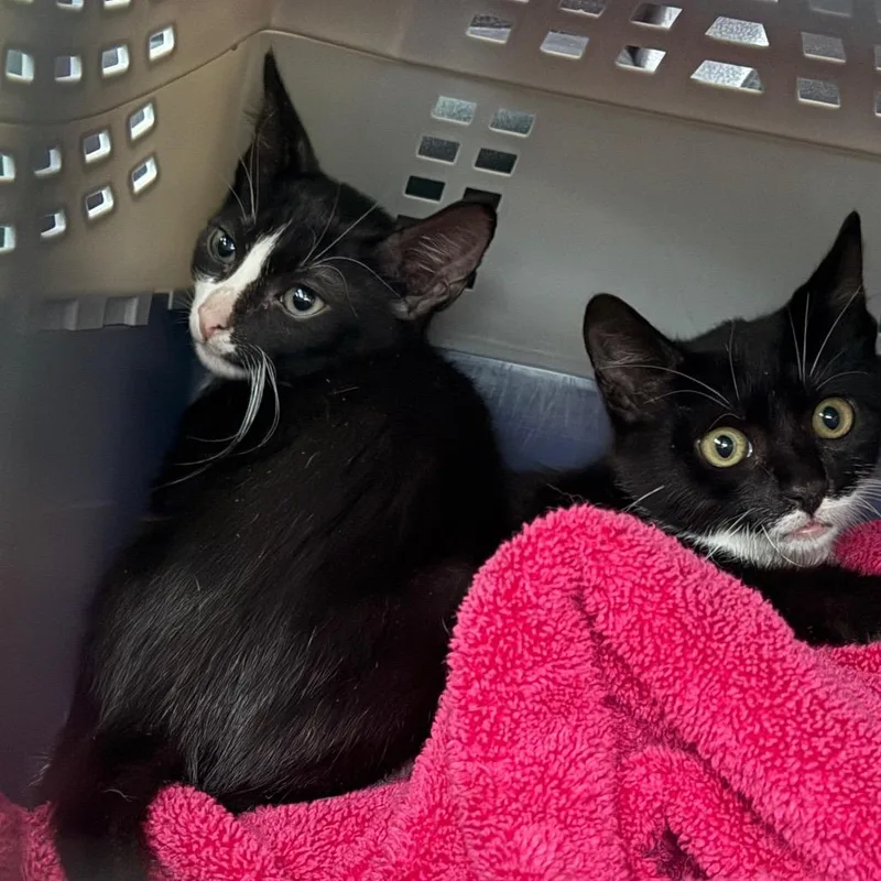 A baby small-sized male Black Domestic Short Hair cat named Bingo for adoption in Port Richey, FL