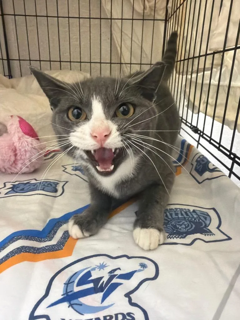 A young medium-sized female Domestic Short Hair cat named Wonder for adoption in Pomona, NY