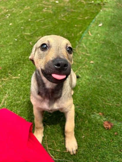 A baby medium-sized female Terrier dog named Bree for adoption in Paducah, KY