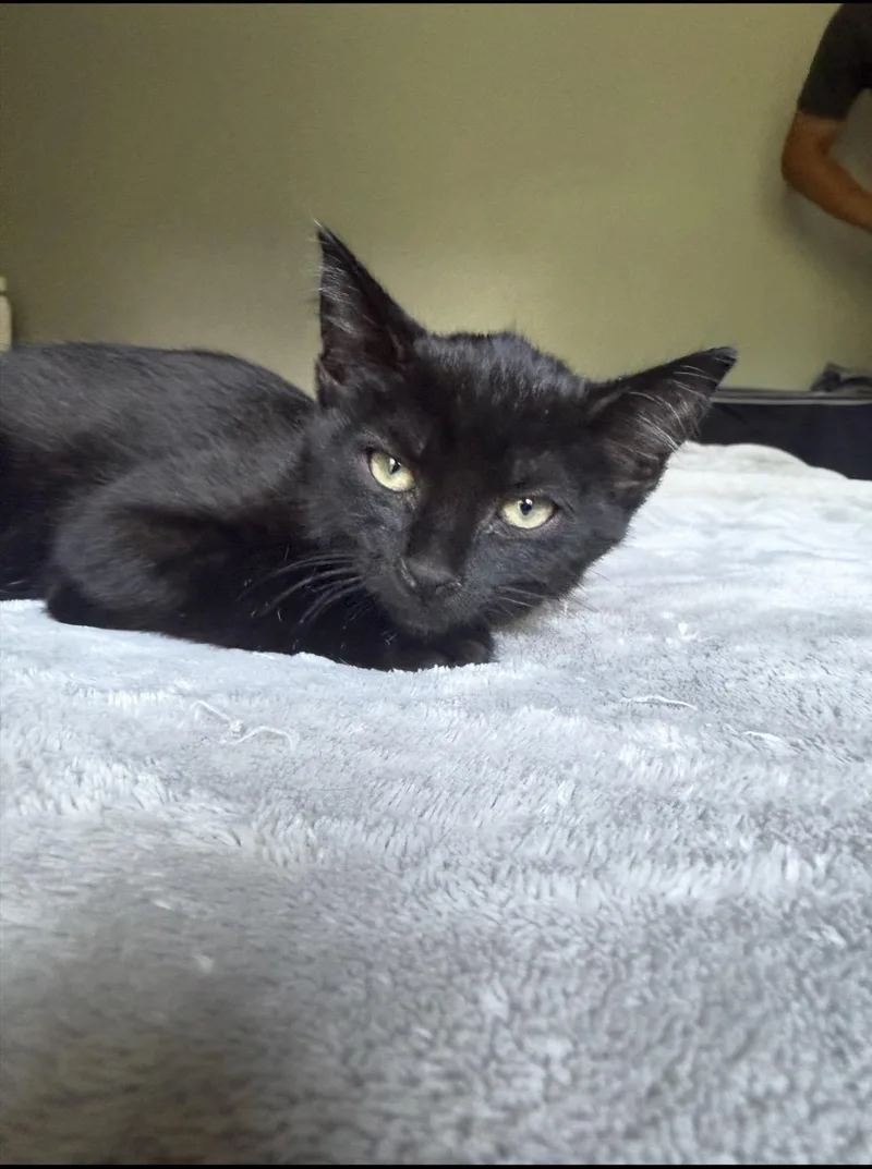 A baby small-sized female Black Domestic Short Hair cat named Buttercup for adoption in Rochester Hills, MI