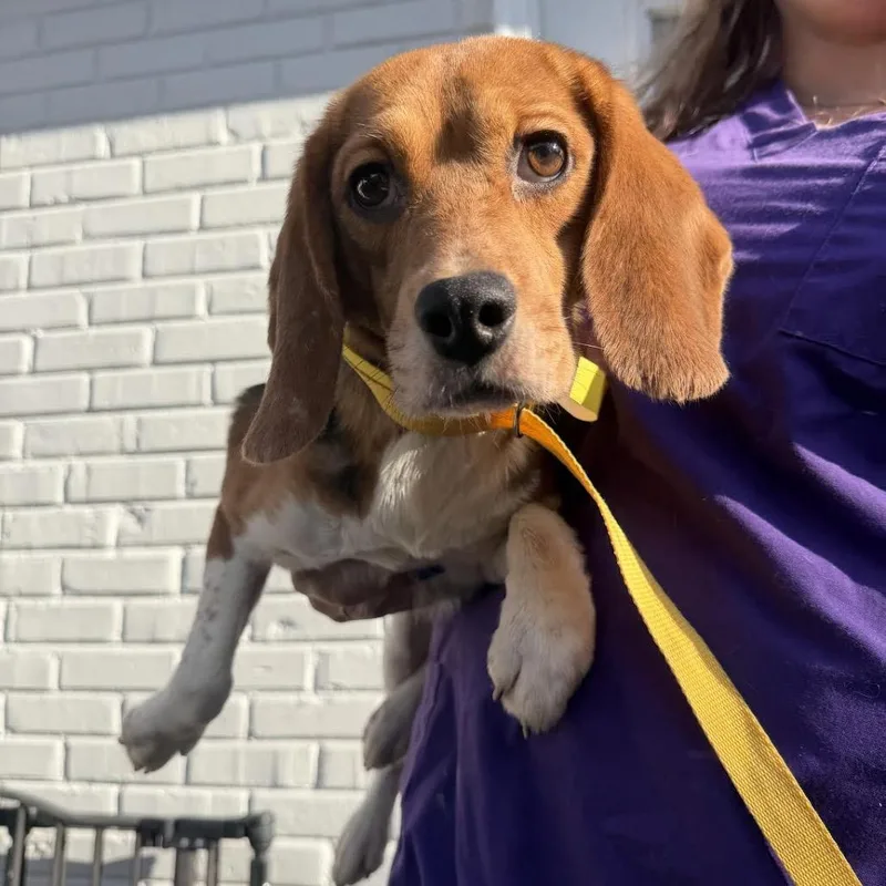 A young small-sized female Black Beagle dog named Onion Dip for adoption in Northbrook, IL