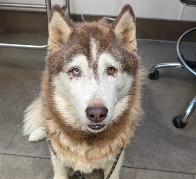 An adult large-sized female Husky dog named Mary Ann for adoption in Tucson, AZ