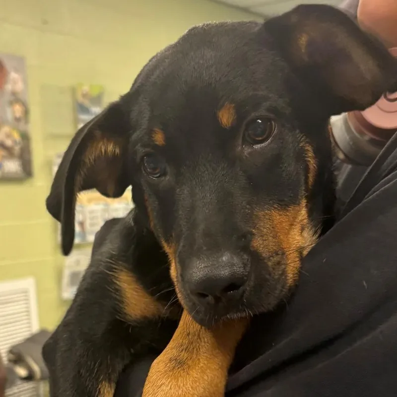 A baby medium-sized male Black Mixed Breed dog named Goofy for adoption in East Hanover, NJ