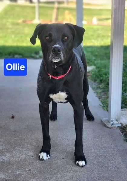 An adult large-sized male Labrador Retriever dog named Ollie for adoption in Clinton, MO