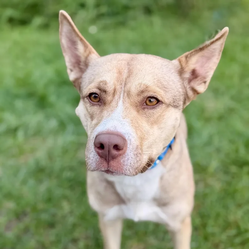 An adult large-sized female Yellow / Tan / Blond / Fawn Husky dog named Mama for adoption in Manahawkin, NJ