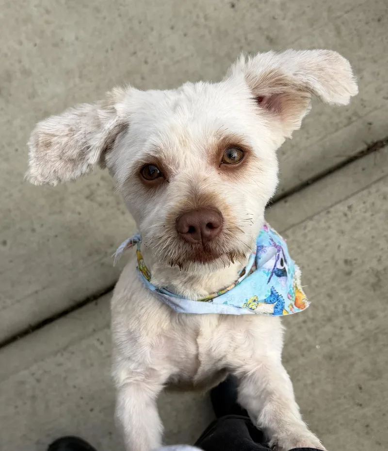 A young small-sized male White / Cream Havanese dog named Milo for adoption in West Haven, CT
