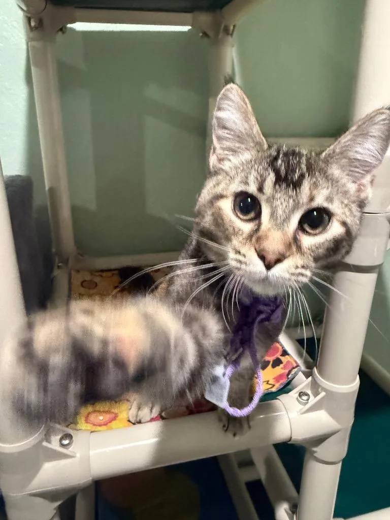 A baby small-sized female Domestic Short Hair cat named Patches for adoption in Labelle, FL