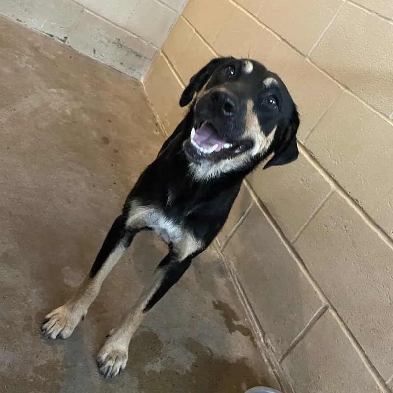 A young medium-sized female Black Shepherd dog named Diandra for adoption in Edinburg, TX