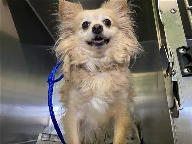 An adult small-sized male Pomeranian dog named Butters for adoption in Los Angeles, CA