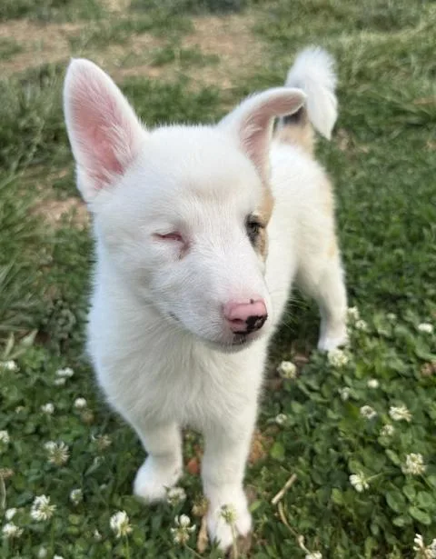 A baby medium-sized female White / Cream Australian Shepherd dog named Bagel for adoption in Manhattan, KS